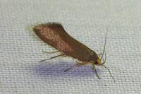 Crassa unitella