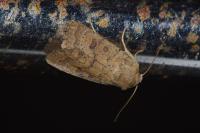 Hoplodrina octogenaria