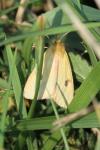 Diacrisia sannio