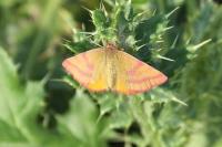 Lythria purpuraria