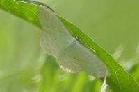 Scopula immutata