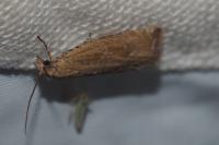 Bactra lancealana