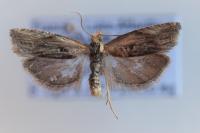 Eucosma cana