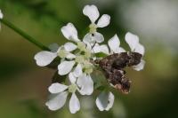 Anthophila fabriciana