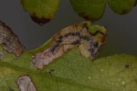Stigmella hybnerella