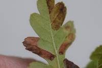 Stigmella hybnerella