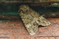 Polymixis lichenea