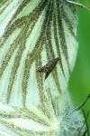 Glyphipterix simpliciella