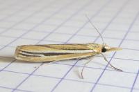 Agriphila deliella