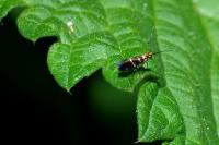 Micropterix aruncella