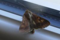 Helicoverpa armigera