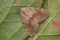 Pennithera firmata