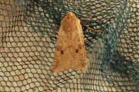 Leptologia blidaensis