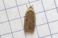 Agonopterix scopariella