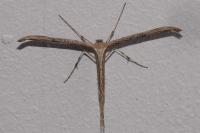 Emmelina argoteles/monodactyla