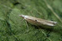 Ypsolopha nemorella