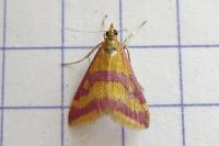 Pyrausta sanguinalis