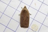 Agonopterix scopariella