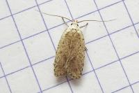 Agonopterix assimilella