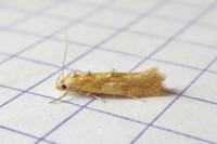 Mompha ochraceella