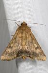 Helicoverpa armigera