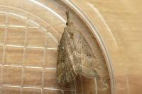 Hypena rostralis