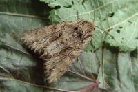 Apamea monoglypha