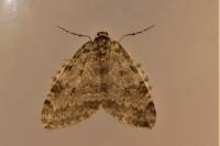 Epirrita dilutata