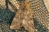 Polymixis lichenea
