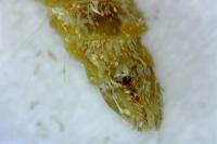 Epirrita dilutata