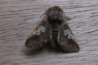 Diloba caeruleocephala