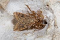Udea ferrugalis