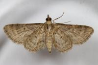 Gymnoscelis rufifasciata