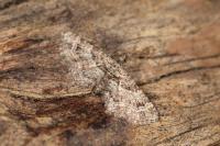 Gymnoscelis rufifasciata