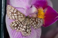 Chiasmia clathrata