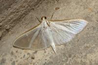 Palpita vitrealis
