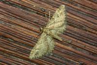 Gymnoscelis rufifasciata