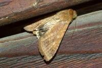 Helicoverpa armigera