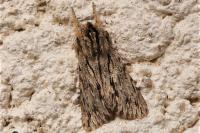 Asteroscopus sphinx