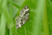 Epirrhoe alternata