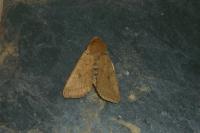 Leptologia macilenta