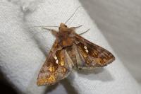 Chrysodeixis chalcites