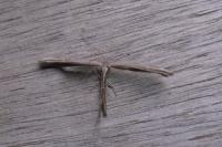 Emmelina argoteles/monodactyla