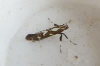 Calybites phasianipennella