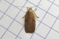 Agonopterix propinquella