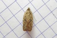 Agonopterix scopariella