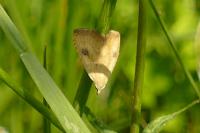 Rivula sericealis