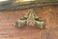 Proserpinus proserpina