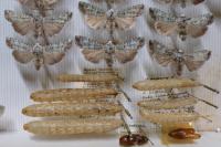 Actebia praecox