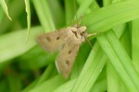 Agrotis exclamationis